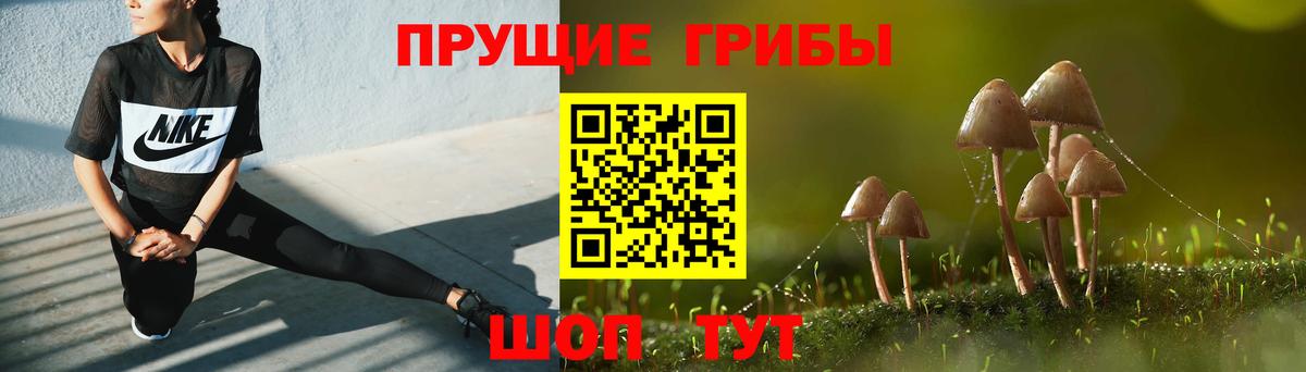 Псилоцибиновые грибы Cubensis Сальск